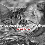 دانلود آهنگ دل من سیاست ولی ابی  رو خیلی دوست دارم (ترند غمگین)